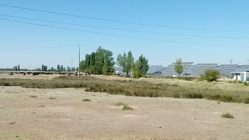 Mesol